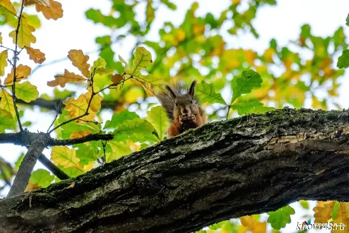 In Zuevka, two trees fell, damaging property and nearly maiming people.
