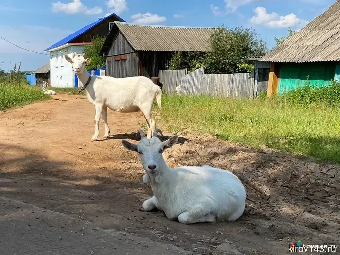 В Стрижах коз держат на "свалке" и позволяют им гулять самостоятельно.