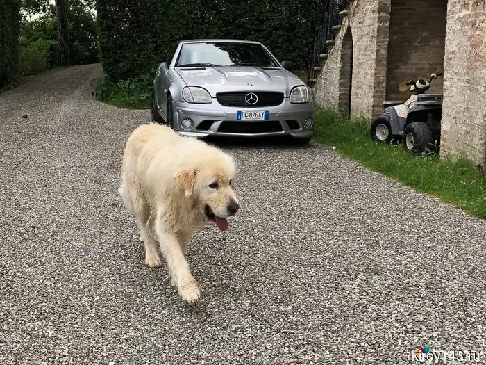 Kirov residents were fined 609 thousand rubles for animals.