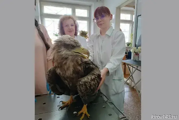 Ветеринары из Кирова оказали помощь краснокнижному орлану.
