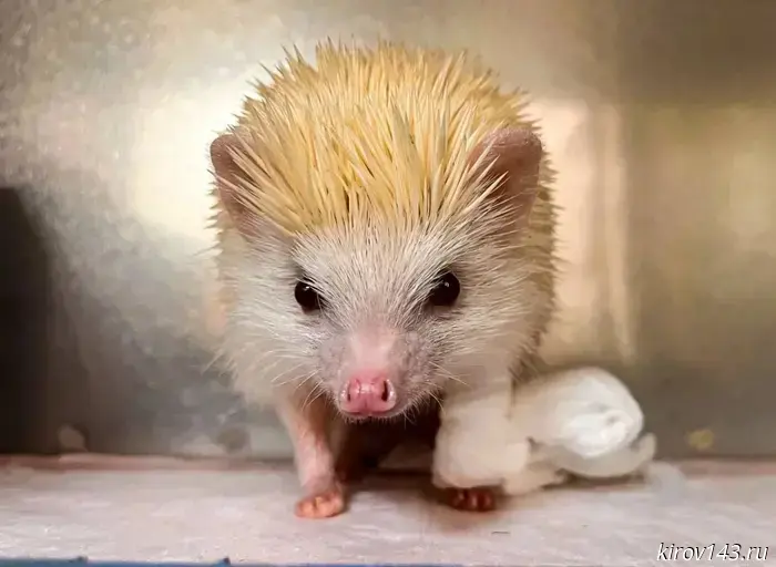 An African hedgehog was rescued from a uterine tumor at the Kirov veterinary center.