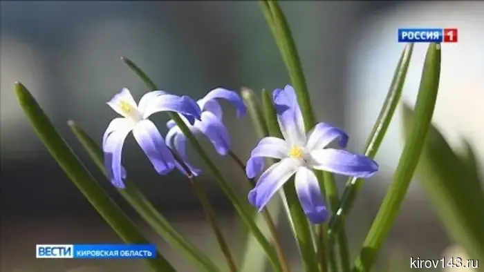 В Кировской области зафиксирована аномальная жара, характерная для марта и апреля.