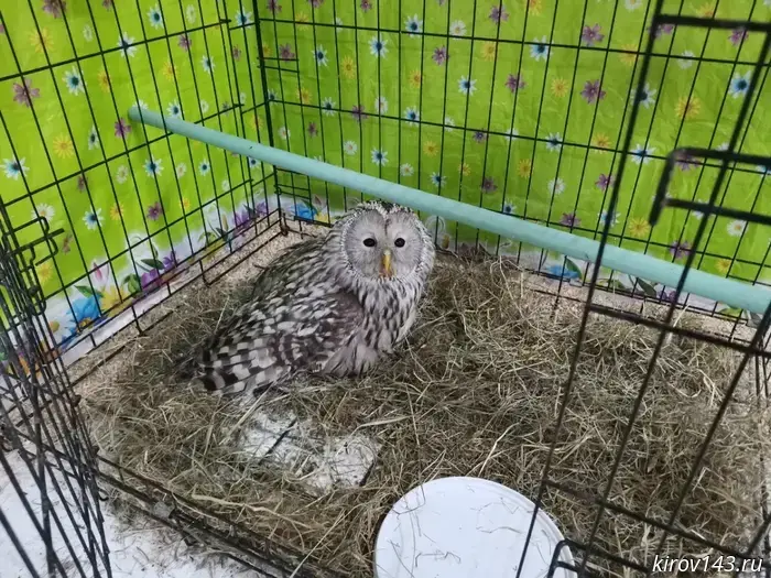 Кировчан просят помочь выбрать имя для «совы-терминатора».