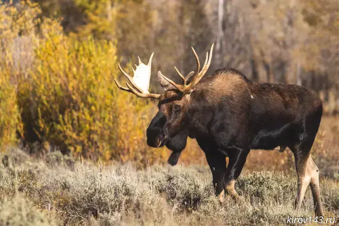 In July, 21 traffic accidents involving wild animals occurred in Kirov Oblast.