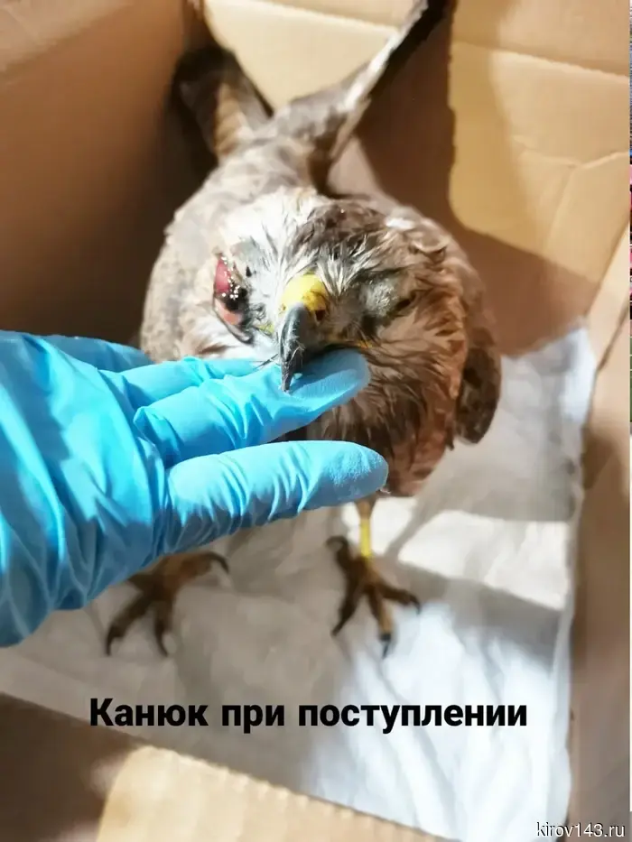 Гоголь, пустельга и канюк: в «Большом гнезде» появились новые подопечные.