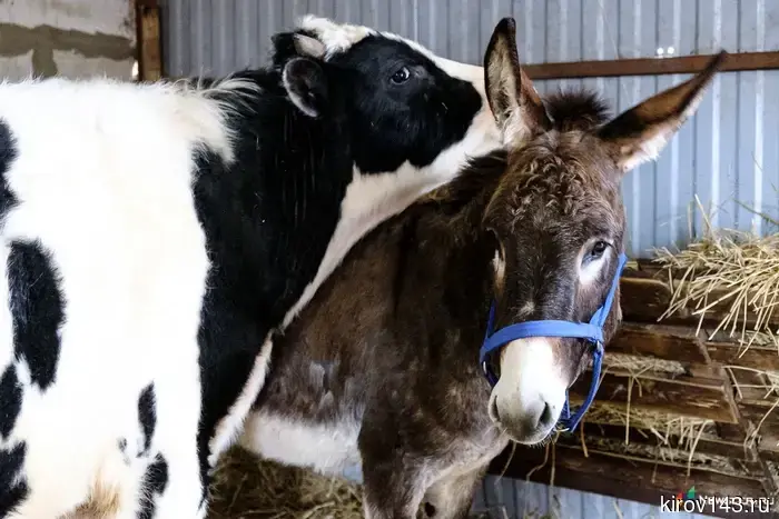 Kirov livestock farming showed a symbolic increase.