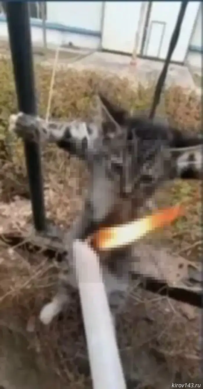 Links to a channel showing animal torture are appearing in Kirov school chats.