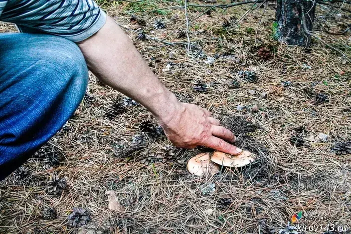 Porcini mushrooms were exported from the Kirov Region for the first time.