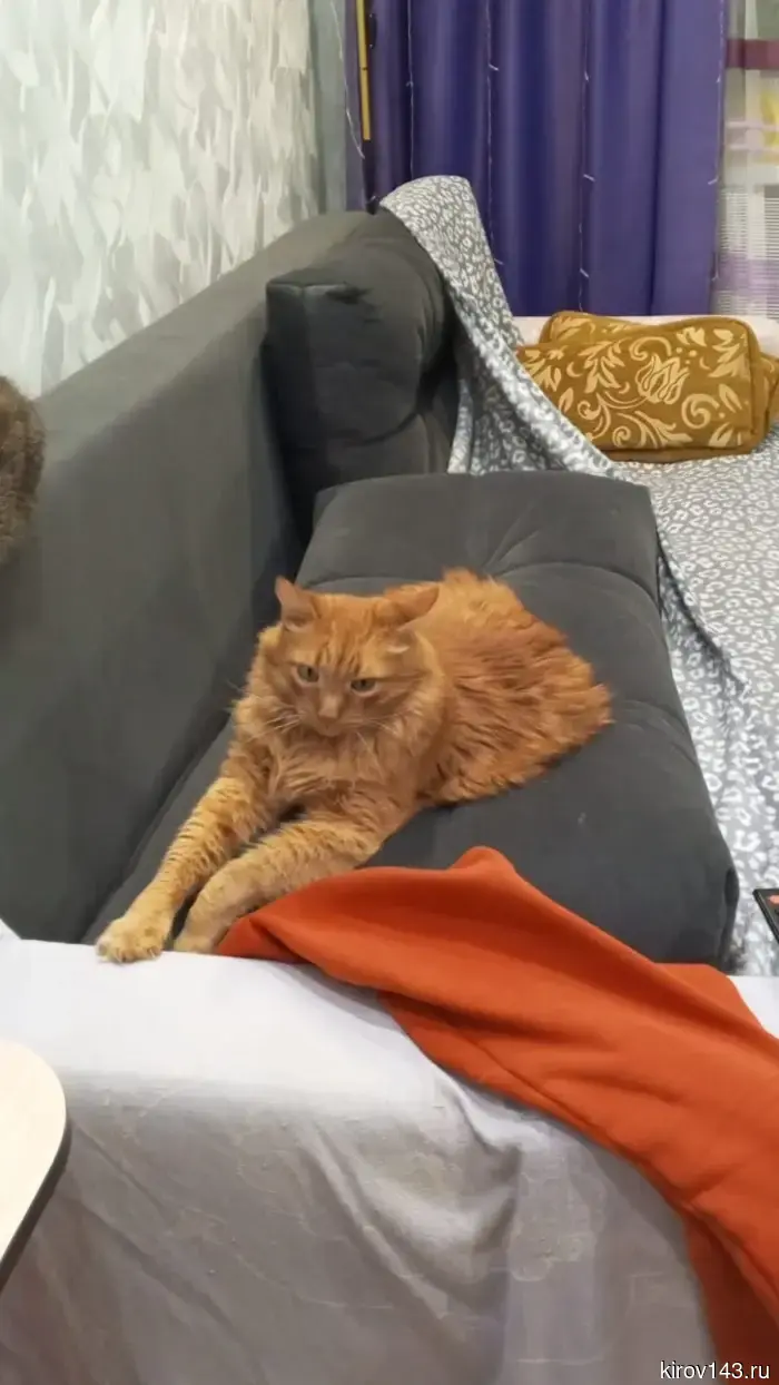 In Kirov, they are looking for a cat with a short tail.