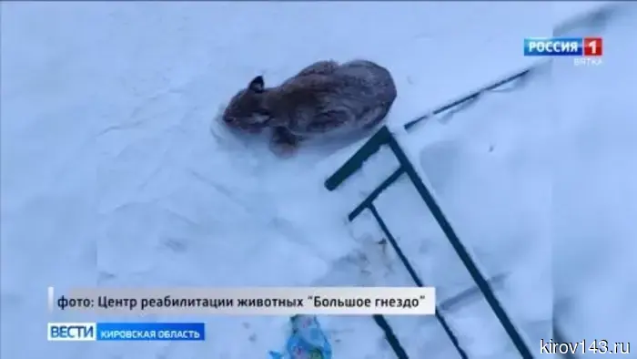 В «Большом гнезде» выхаживают котенка рыси, пойманного в Кирове