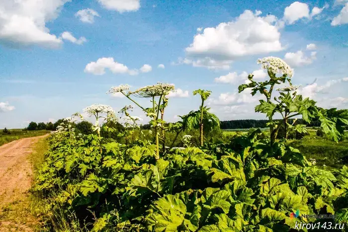 In Darovsky, a hogweed will be poisoned with chemicals for 174 thousand rubles