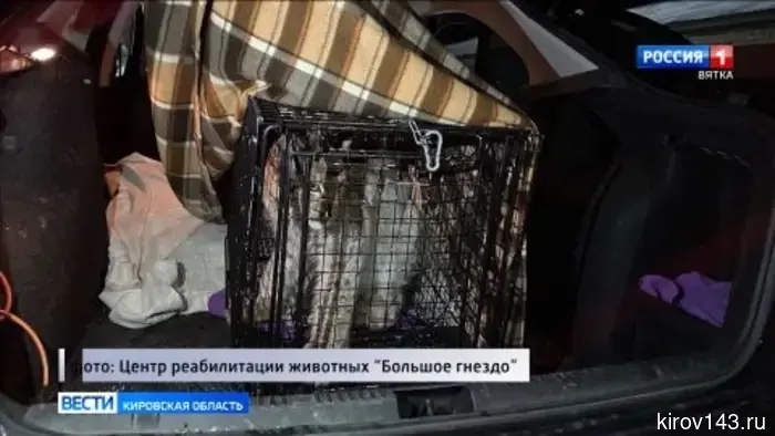 В «Большом гнезде» выхаживают котенка рыси, пойманного в Кирове