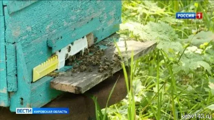 Пчеловоды Кировской области собирают урожай мёда