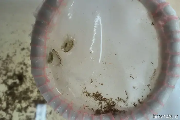 Молодой исследователь из ВятГУ осуществила уникальное исследование, результаты которого смогут способствовать решению важной экологической проблеме.