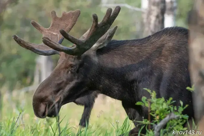 В Слободском районе была незаконно убита самка лося.
