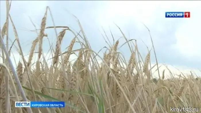 В хозяйствах Кировской области продолжается заготовка кормовых культур.