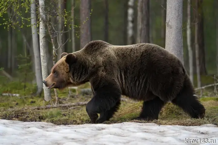 March in the forest: the bear comes out of hibernation, the moose is growing antlers.
