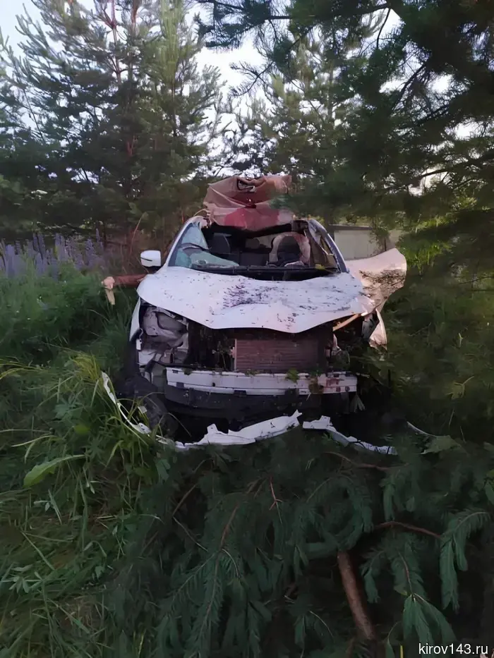 A moose was hit in the Svechinsky district.