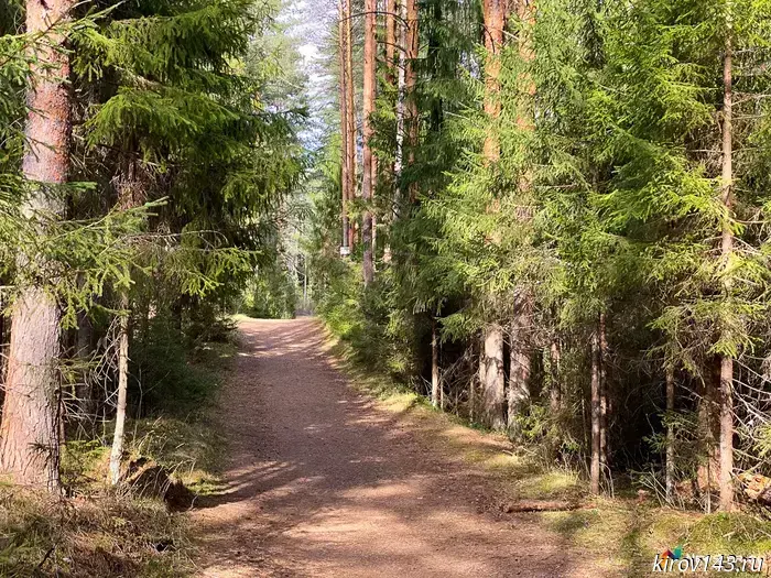 305 hazardous trees were removed from the forests of Kirov Oblast.