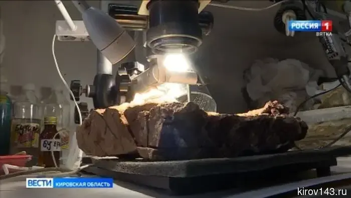 В международном журнале палеобиологии опубликована статья о хищнике из Котельничского местонахождения.