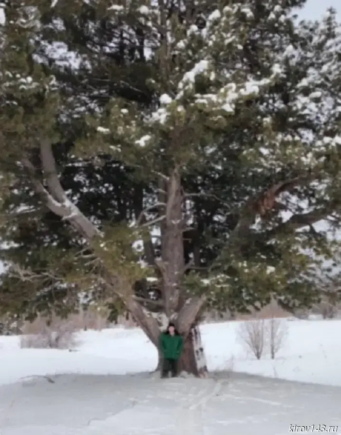 A huge cedar was found in the Kirov region