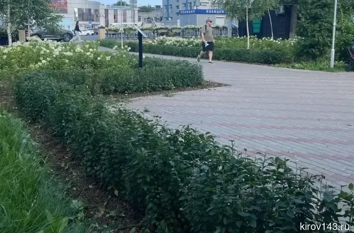 В Кирове в порядок приводят живые изгороди, клумбы и цветники