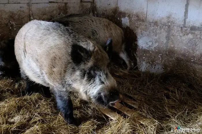 A flock of wild boars spotted near the village of Lubyagino will be driven back to the forest.