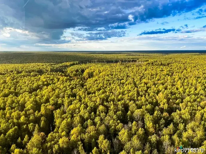 Кировская область поручила восстановление лесов дождю и солнечным лучам.