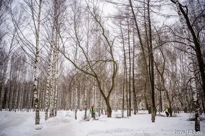 В Парке Победы срубят 30 деревьев.