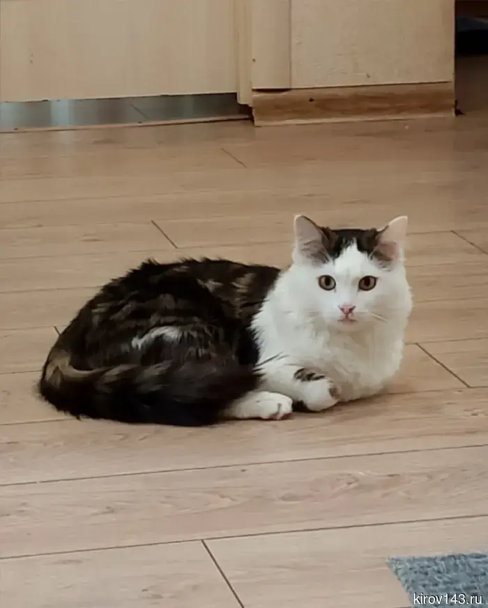 Cat Mityai is looking for kind owners.