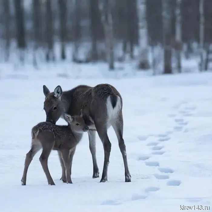 Экологи рассказали об опасностях, грозящих животным и птицам в весенний период