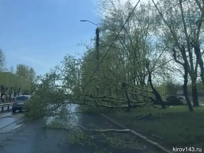 A storm with wind knocked down trees in Kirov: some streets were left without electricity.