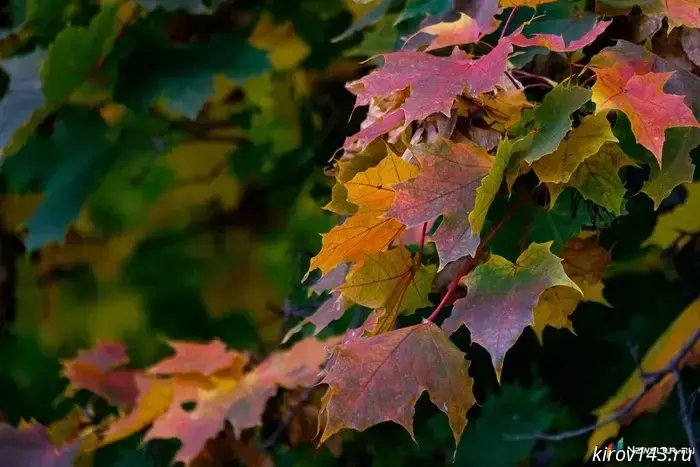 Storm-force winds are expected in Kirov Oblast on November 19.