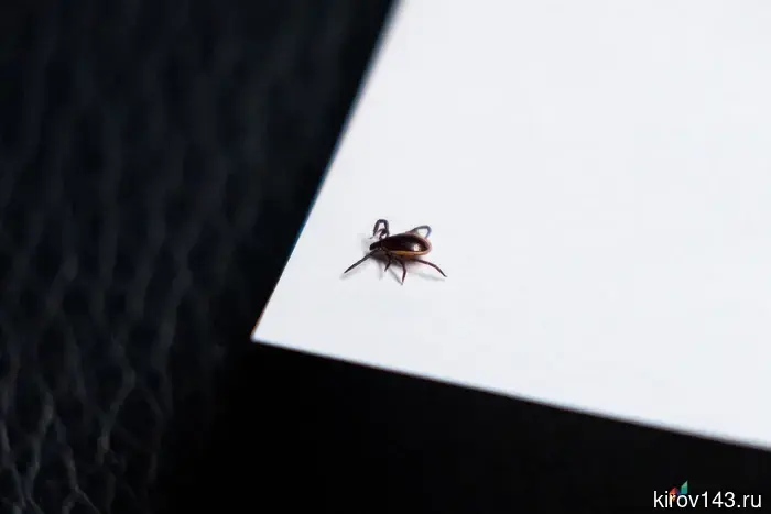 Do not pull or squeeze the abdomen: The Ministry of Emergency Situations reminded what to do after a tick bite.
