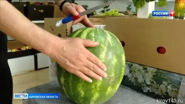 Кировчанам объяснили, как правильно выбрать вкусный арбуз.