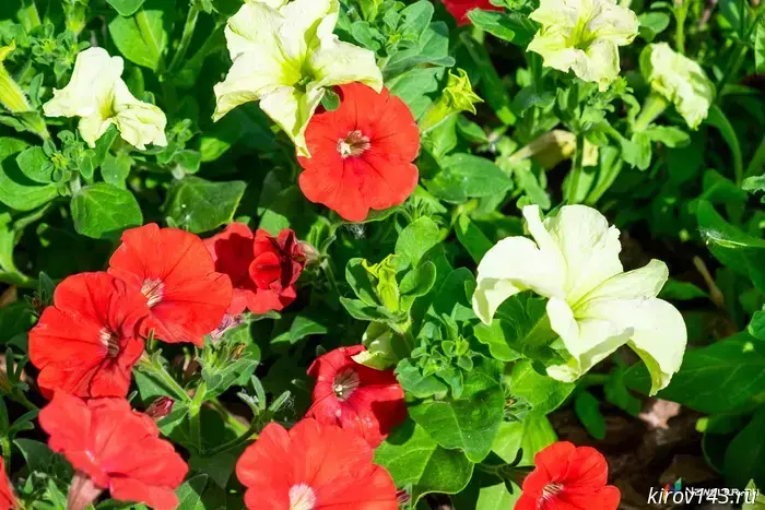 Summer will come to Kirov at the end of May