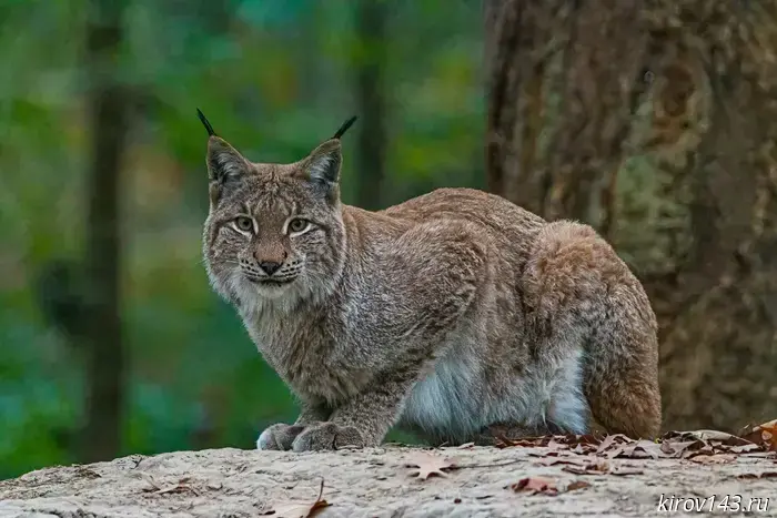 In August, in Kirov Oblast, drivers ran over a lynx, a hare, a wild boar and nine moose.