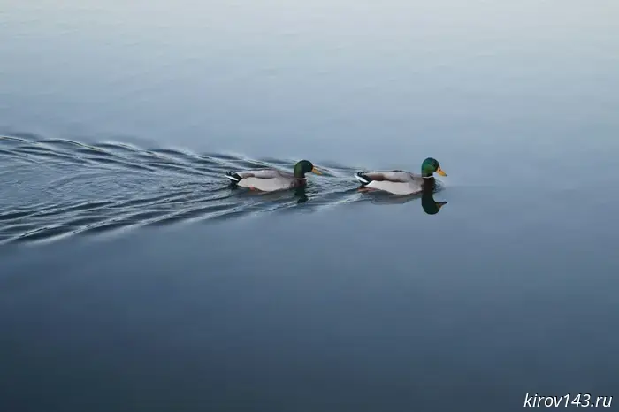 The hunting season for game birds has ended in Kirov Oblast.