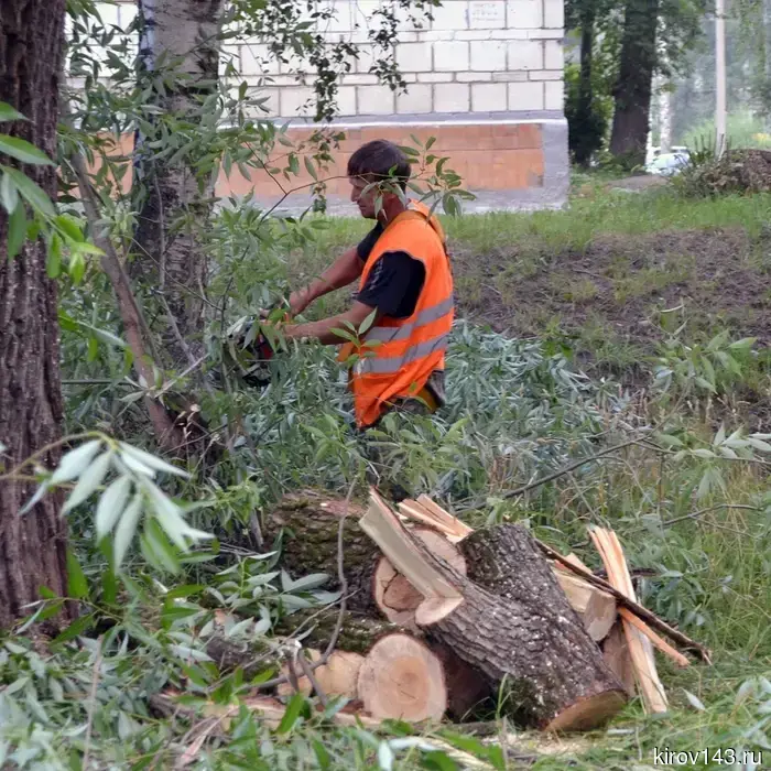 В Кирово-Чепецке будут удалены аварийные деревья.