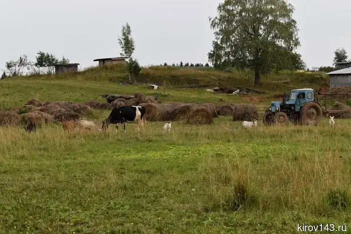 Кредитный портфель и долг сельскохозяйственников Кировской области достигли 36 миллиардов.