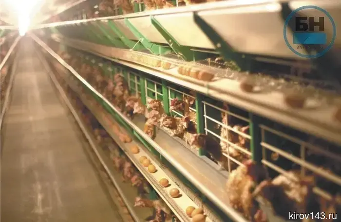 В Кировской области темпы роста сельскохозяйственного производства в 16 раз превышают средние по стране.