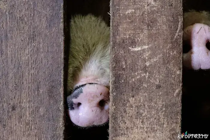 Мужчина получил штраф за «дружбу» свиней с коровами.