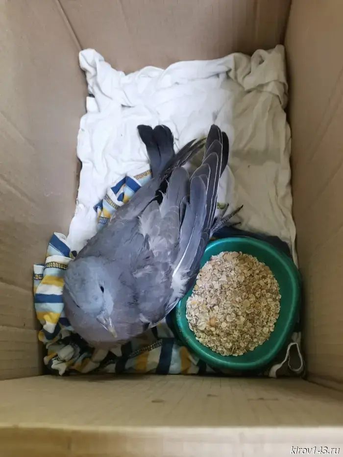 A wild wood pigeon "flew into" "Bolshoye Gnezdo"