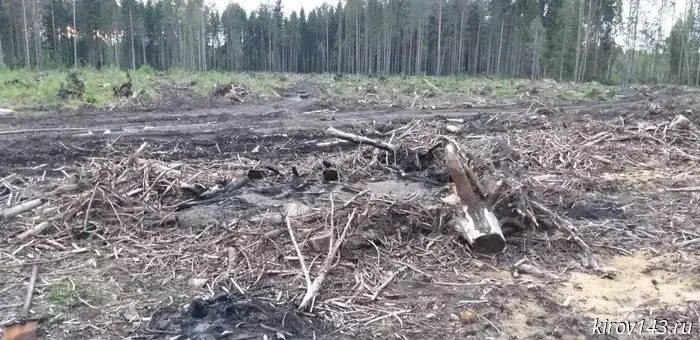 Арендатор леса уплатит свыше 650 тысяч рублей за нелегальную вырубку в Опаринском районе.