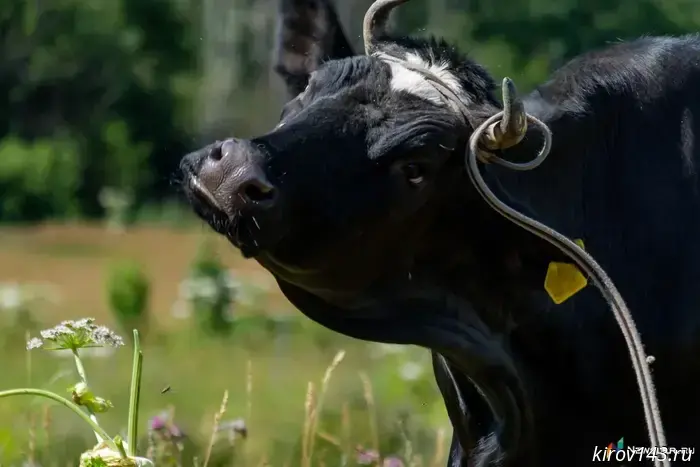 In the Kirov region, a farm stores animal corpses in a field