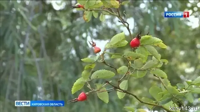 Синоптики рассказали, когда в этом году в Кирове ждать «бабье лето»