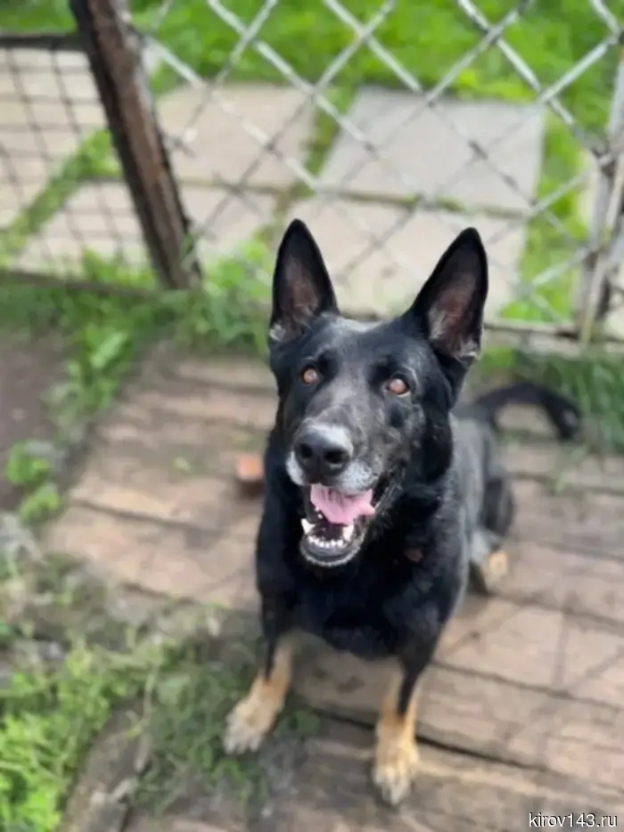 Irbis, Irsen, and Plumbum are looking for a home.