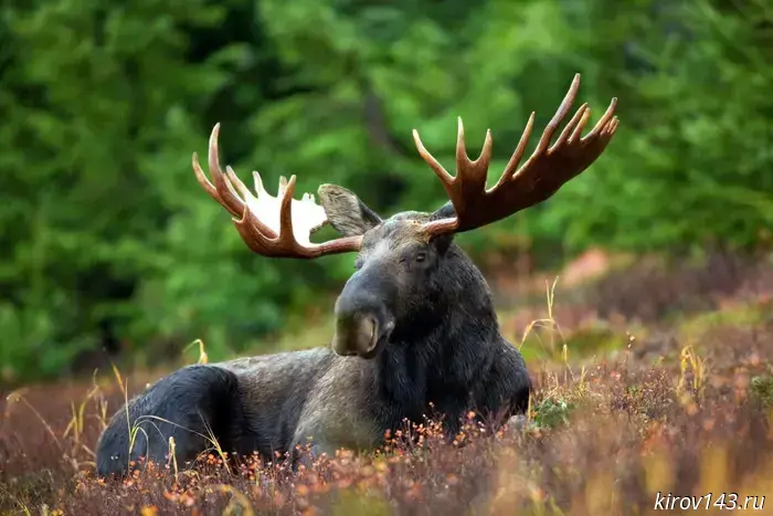 In Kotelnich, three men killed ten moose and stole honey hives.