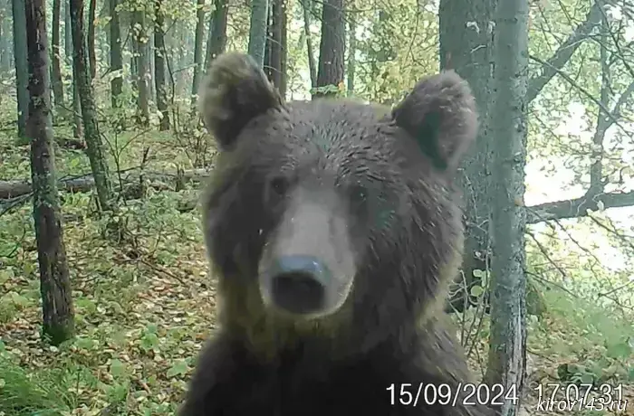 Kirov hunters plan to "incite" a bear