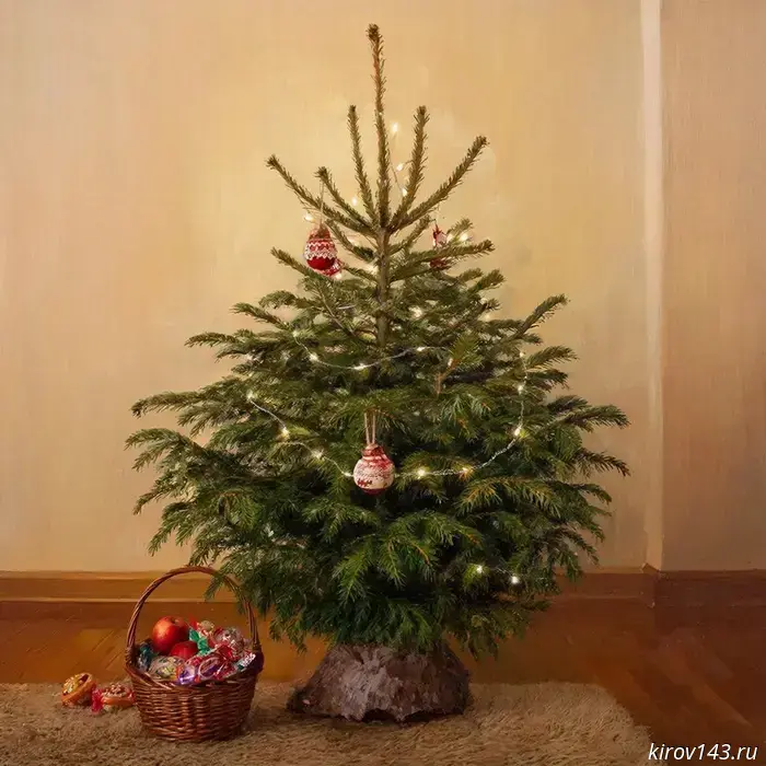 Клещей на ёлках домой зимой не принесёшь.